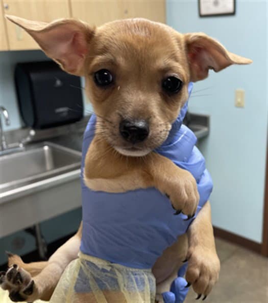 Pip - Chihuahua