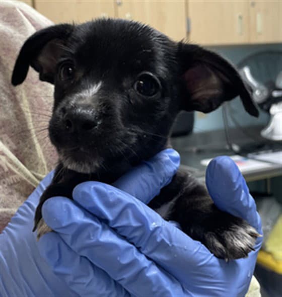 Perrito - Chihuahua