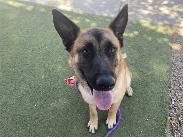 Madonna - German Shepherd Dog