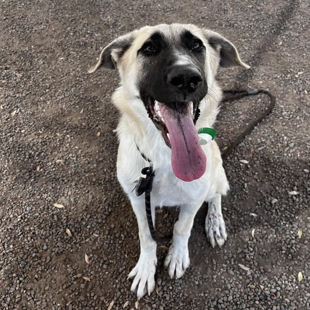 Mera - Anatolian Shepherd