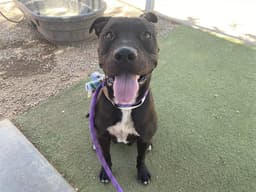 Roxy image 1
