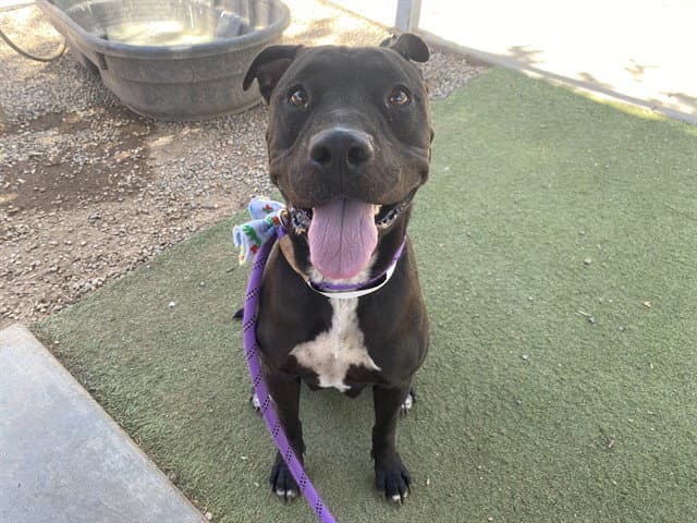 Roxy - American Pit Bull Terrier