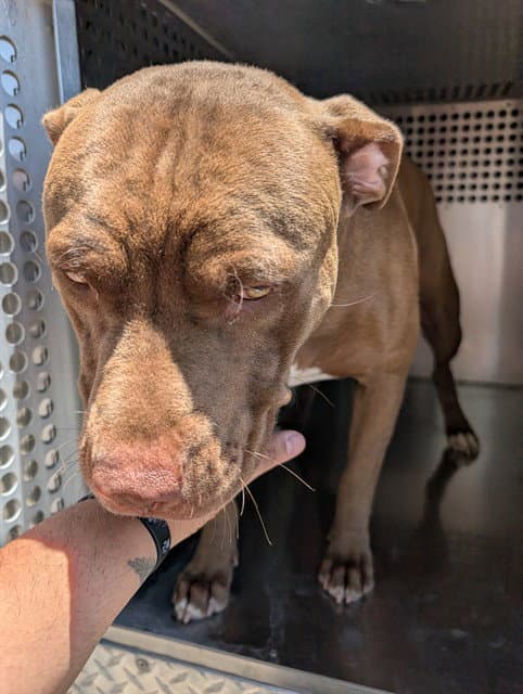 Augustus - American Pit Bull Terrier