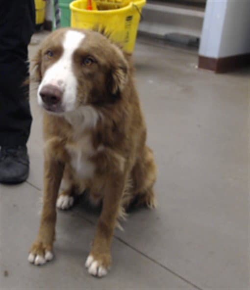 Whiskey - Border Collie