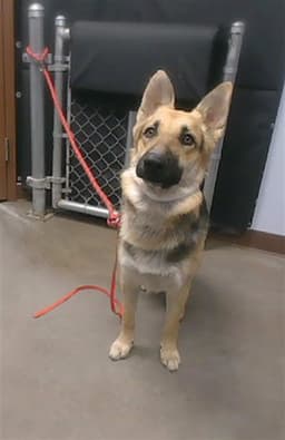 Pancho image 1