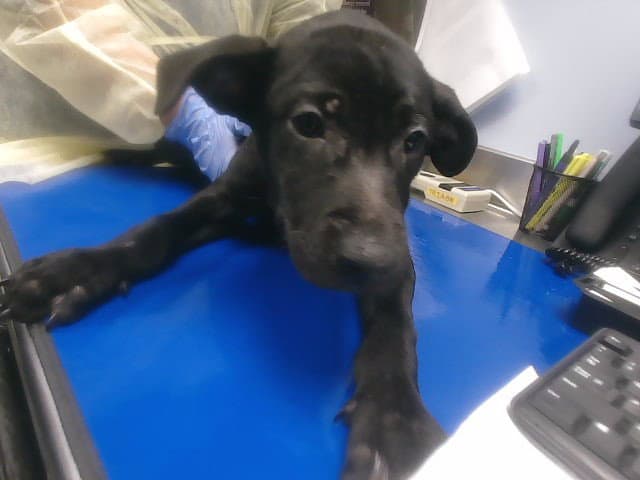 Tiffany - Labrador Retriever