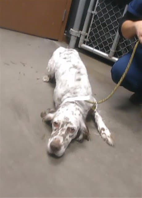 Unknown - English Setter