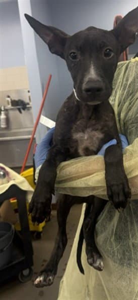 Hulk - American Pit Bull Terrier