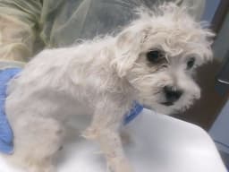 Winnie image 1
