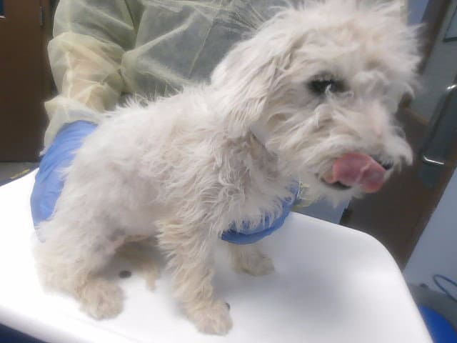 Pooh - Maltese