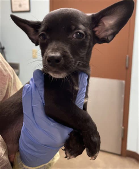 Patrick - Chihuahua