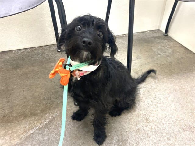Precious - Miniature Schnauzer
