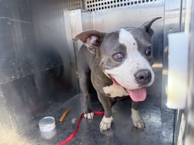 Gertie - American Pit Bull Terrier