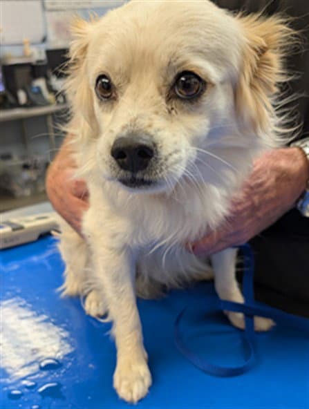 Pippin - Pomeranian