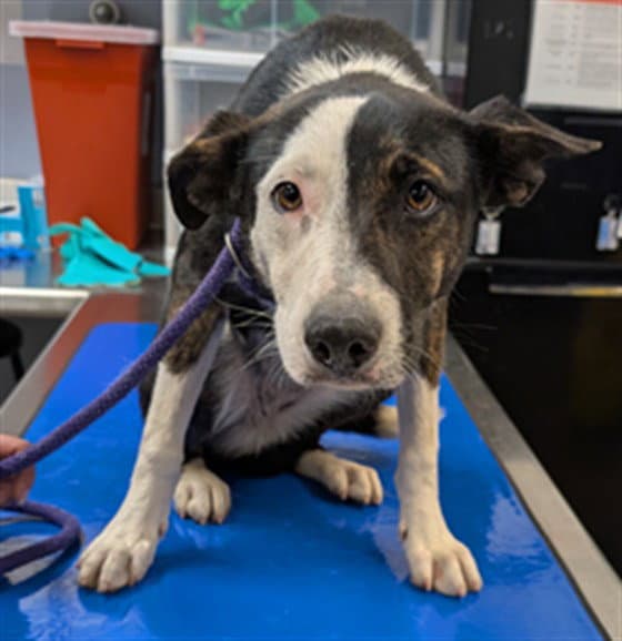 Hazelnut - Australian Cattle Dog/Blue Heeler