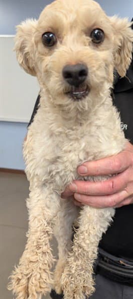 July - Poodle (Miniature)