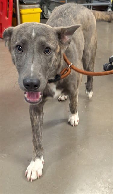 Lucy - Dutch Shepherd