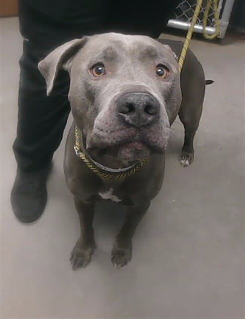 Chrome - American Pit Bull Terrier