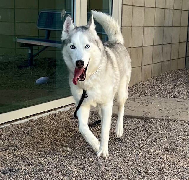 Max - Siberian Husky