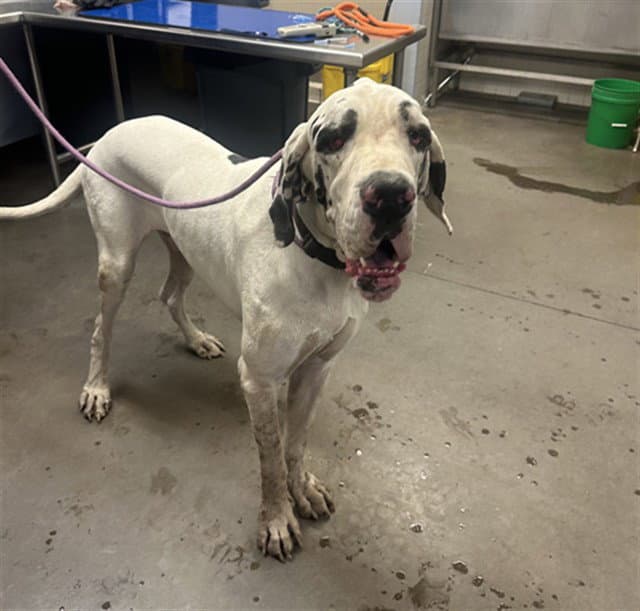 Stew - Great Dane