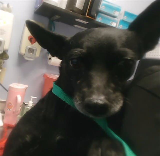 Georgia - Chihuahua