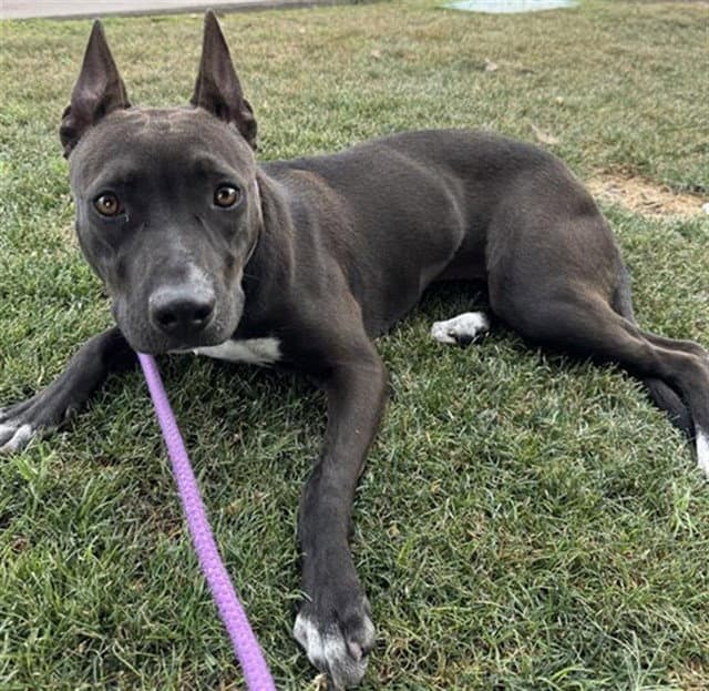 Delilah - American Staffordshire Terrier