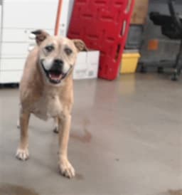 Sadie image 1