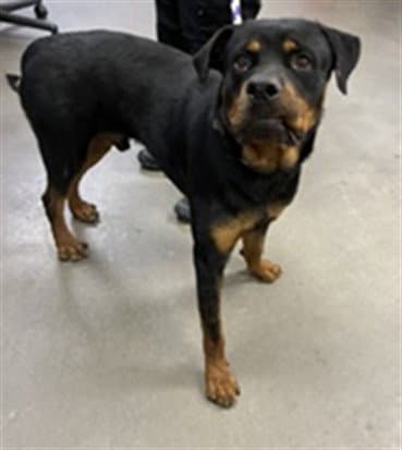 Raul - Rottweiler