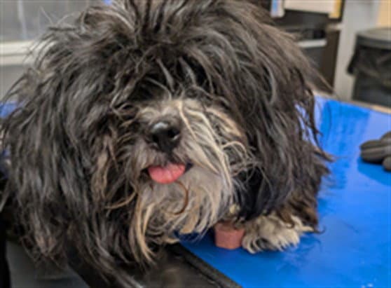 Paige - Shih Tzu