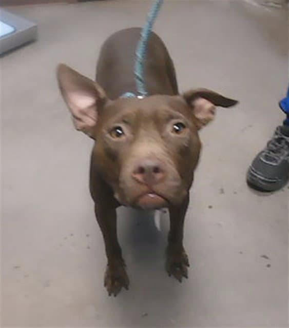 Naomi - American Pit Bull Terrier
