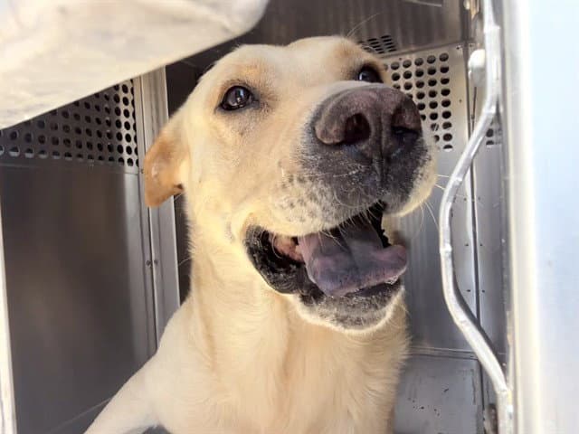 Short Stack - Golden Retriever