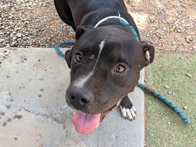 Sofie - American Pit Bull Terrier