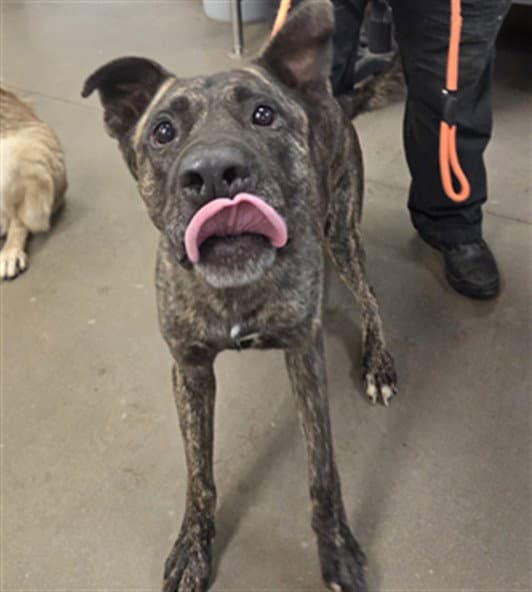 Swirl - Mastiff