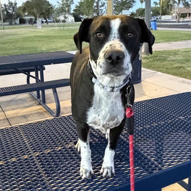 Foxy - American Pit Bull Terrier