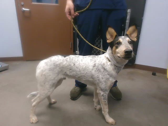 Socks - Australian Cattle Dog/Blue Heeler