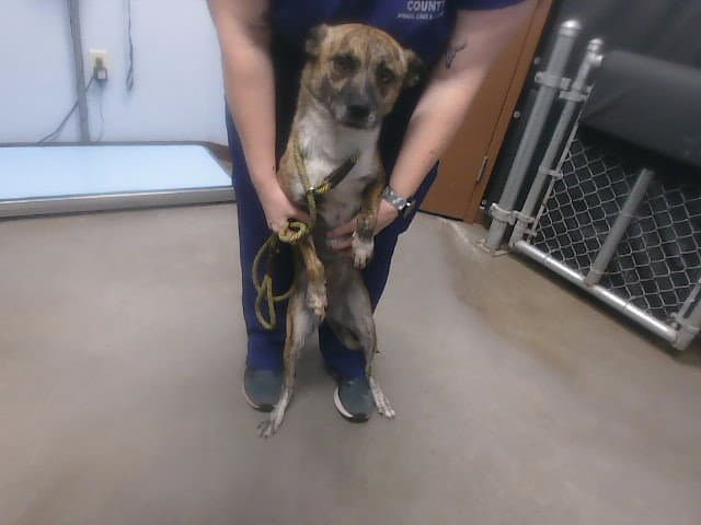 Arya - Dutch Shepherd