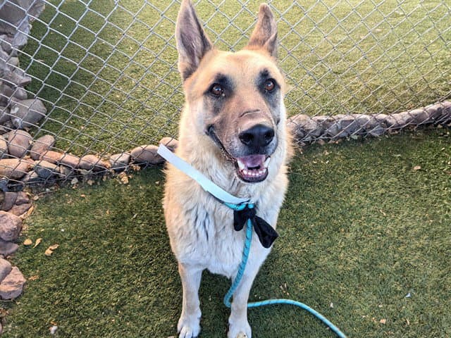 Tiberius - German Shepherd Dog