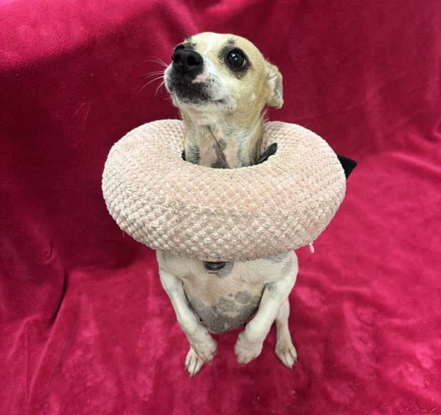 Millie - Chihuahua