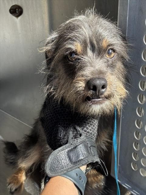 Petey - Cairn Terrier