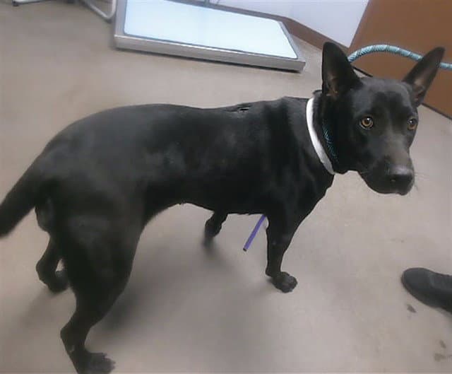 Jade - American Pit Bull Terrier