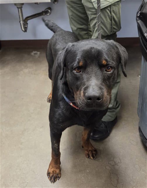Chop - Rottweiler