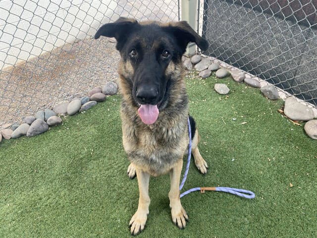 Bruno - German Shepherd Dog