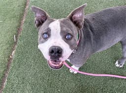 Gertie image 1