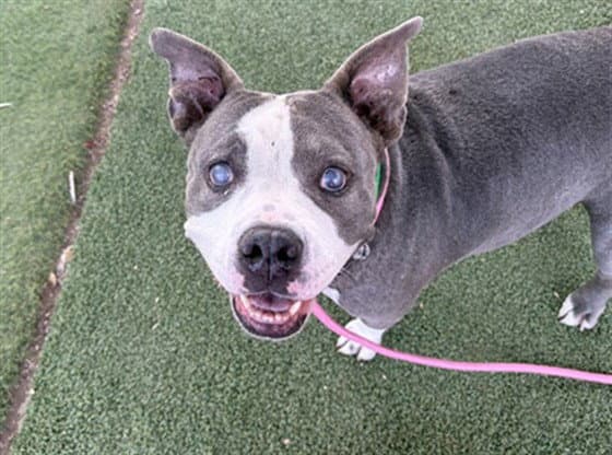 Gertie - American Pit Bull Terrier