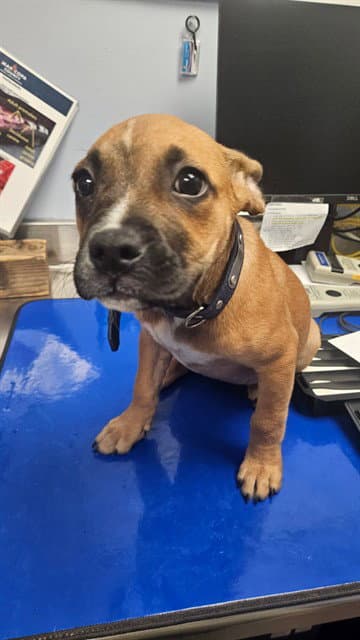 Jill - American Pit Bull Terrier