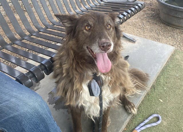 Bear - Australian Shepherd