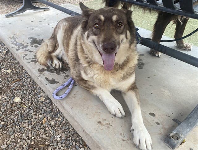 Luna - Australian Shepherd