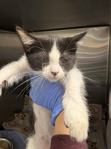 Mochi - Domestic Short Hair
