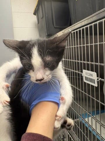 Bubbles - Domestic Short Hair