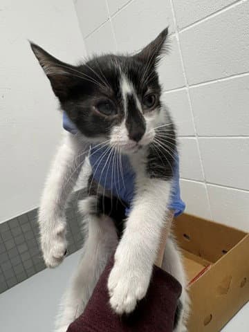 Squibie - Domestic Short Hair